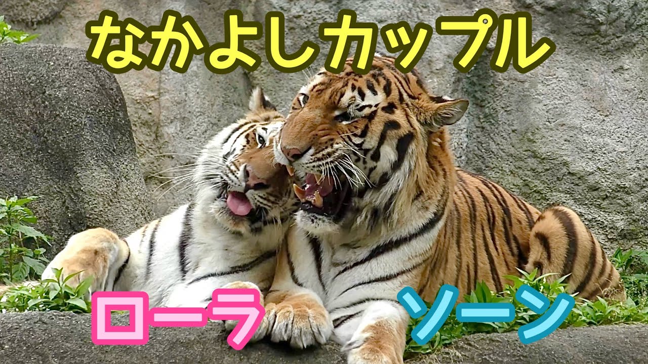 アムールトラ　ソーンくんとローラちゃん　イチャイチャカップルです【浜松市動物園】Amur tiger Son-kun Lora-chan Hamamatsu Zoo