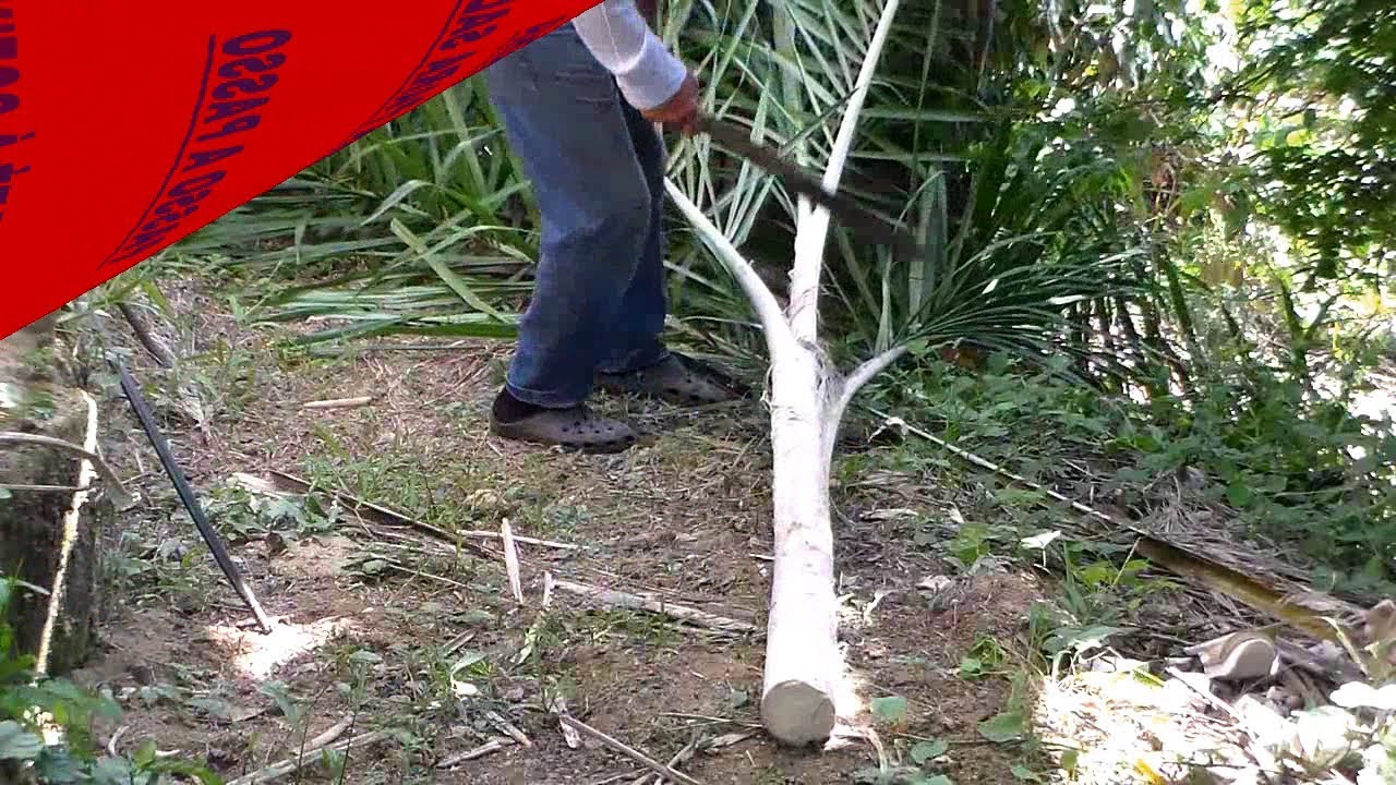 COMO PREPARAR PALMITO PUPUNHA IN NATURA, passo a passo da roça até a cozinha