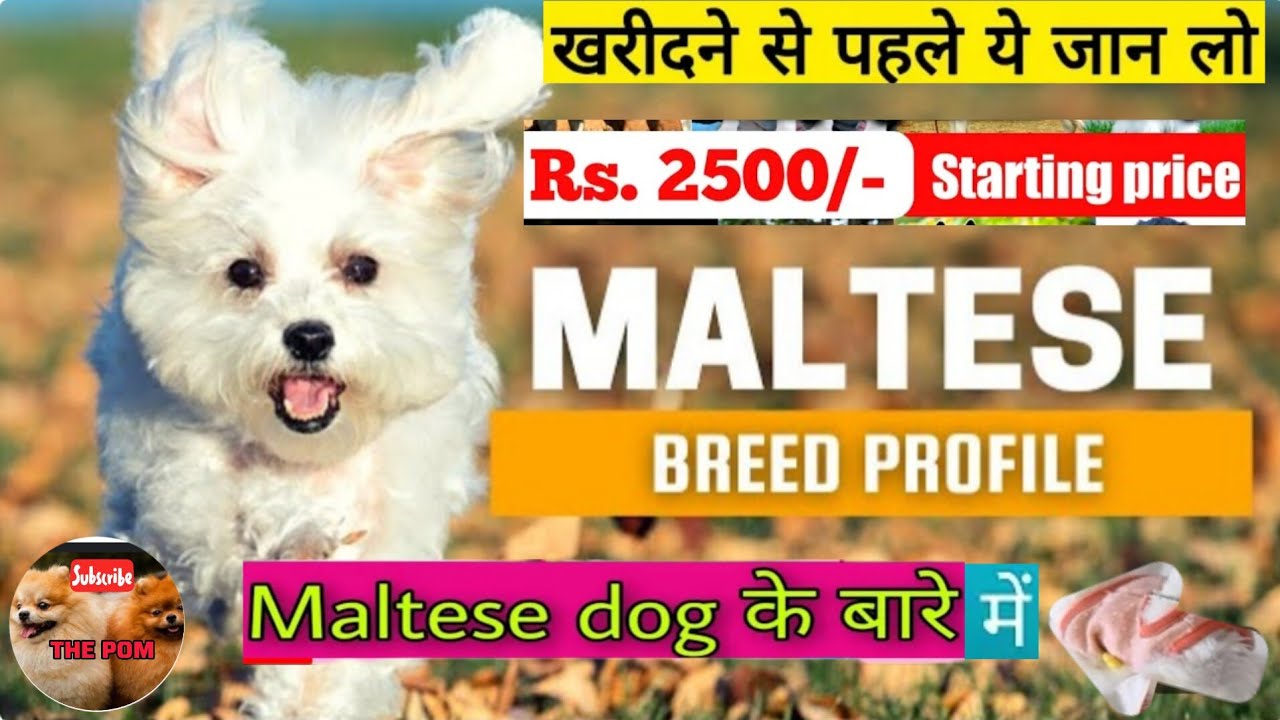 Maltese Dog price in india || Maltese Dog || Maltese dog details | Maltese dog diet || Maltese Dog#🍵