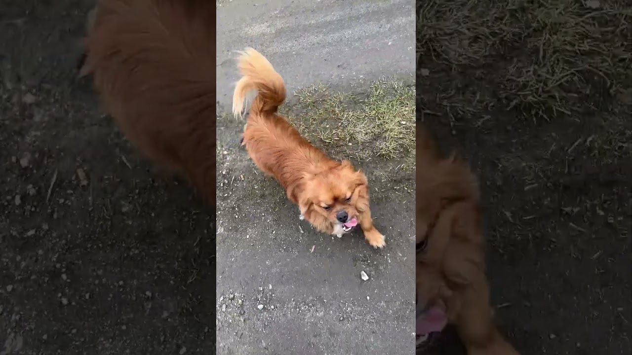 Trufek ma sposoby by zwiać😂#dog #shorts #short #shortvideo #video #happy #subscribe #love #like #dc