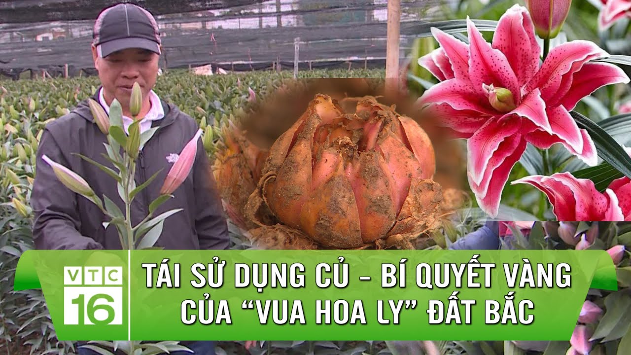 Tái sử dụng củ - bí quyết vàng của “VUA HOA LY” đất Bắc | VTC16