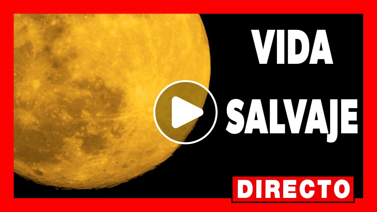 Vida SALVAJE DOCUMENTAL en 🔴 DIRECTO #126