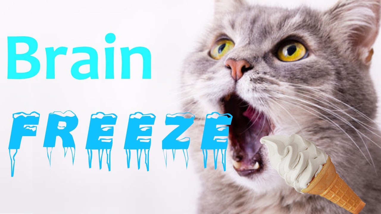 funny cats and dogs getting brain freeze