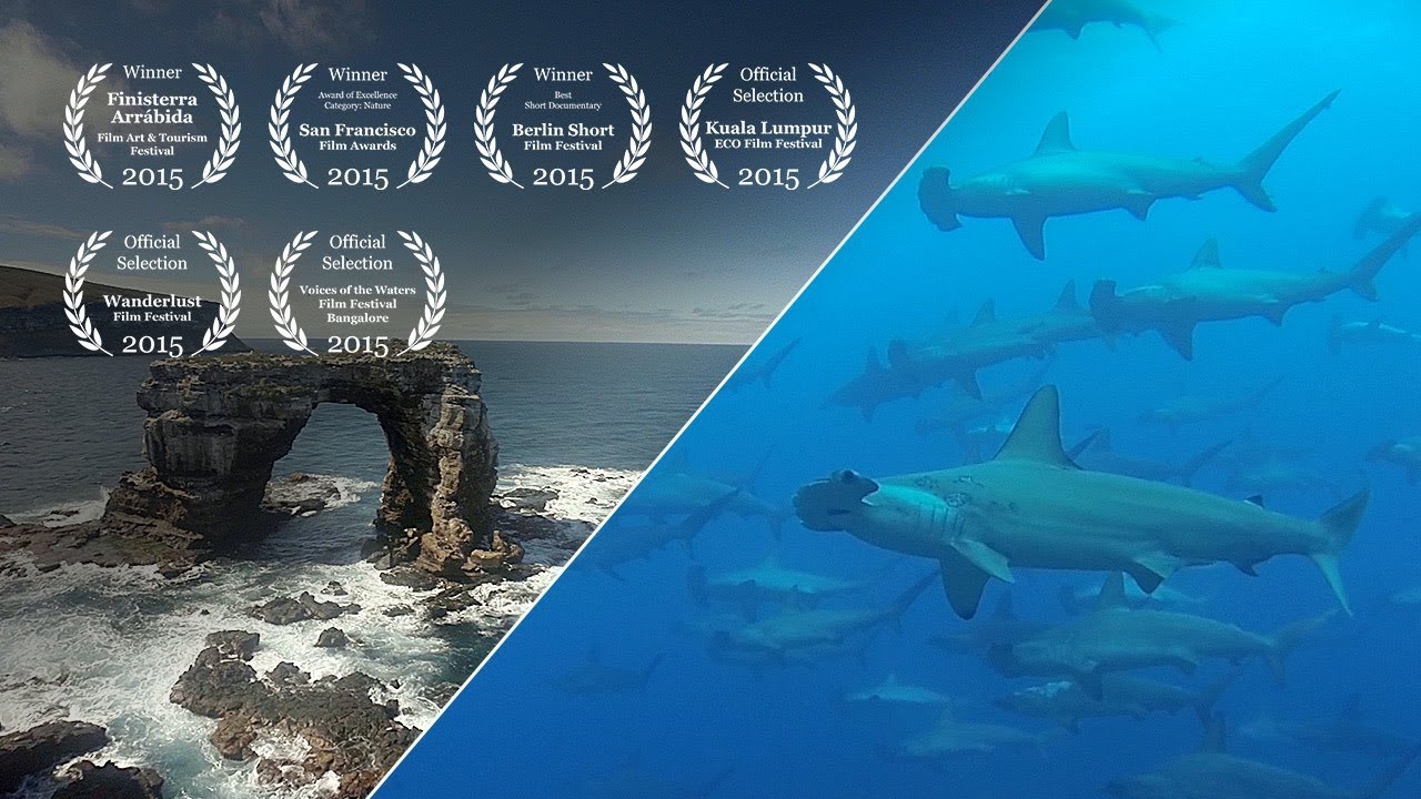 Diving Galapagos #4 – Wolf & Darwin