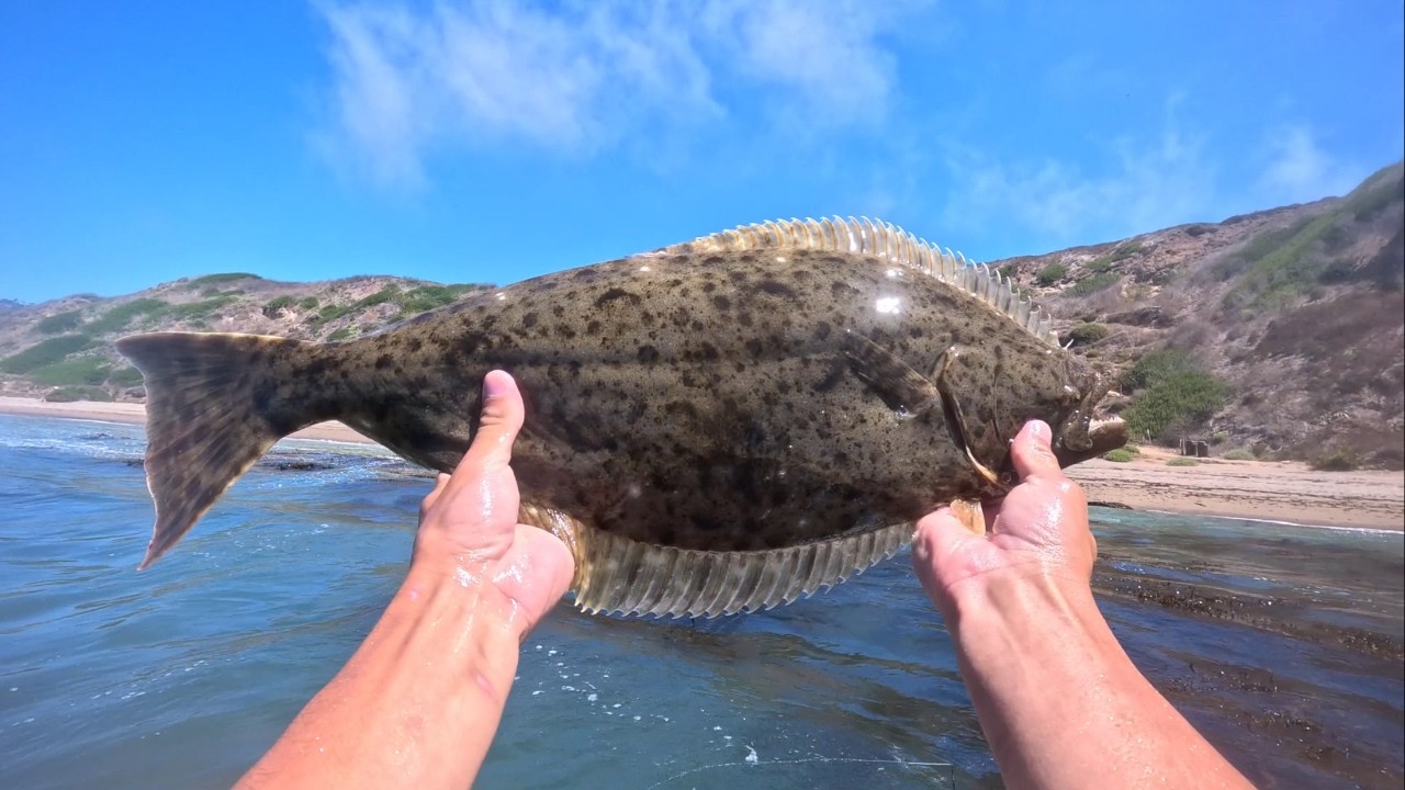 Multiple Legal Halibut and White Sea Bass!