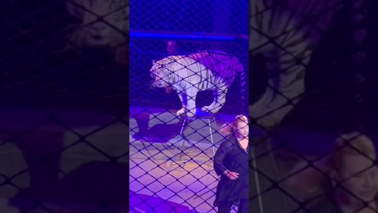 #tiger #tigerlovers #tigers #top2024 #uniqueshorts #animals #animalslovers