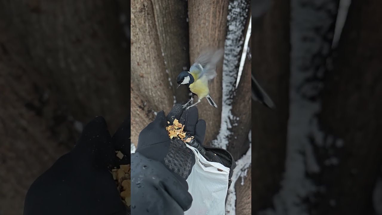 Синичка топает ножкой и поправляет крылья 🤔😃 Chickadee thumbs and flaps