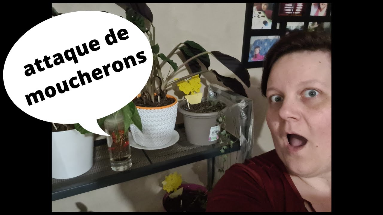 🌿moucheron plante d'intérieur comment s'en débarrasser (sciarides) 🌿
