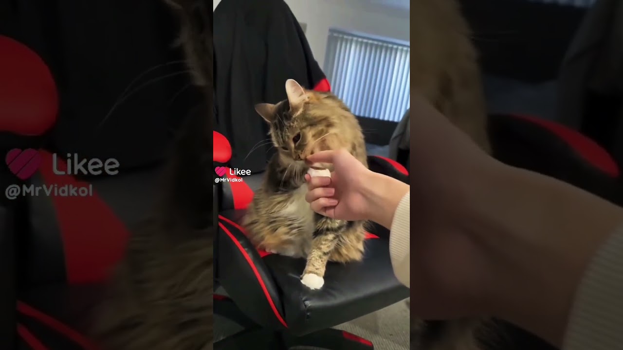 Зырте каково милово котика нашла 😍