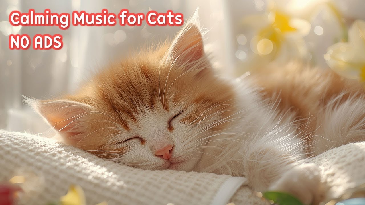 Cat Sleep Music 🐈 12 Hours No Ads - Music to Let Cats Sleep & Make Them Happy