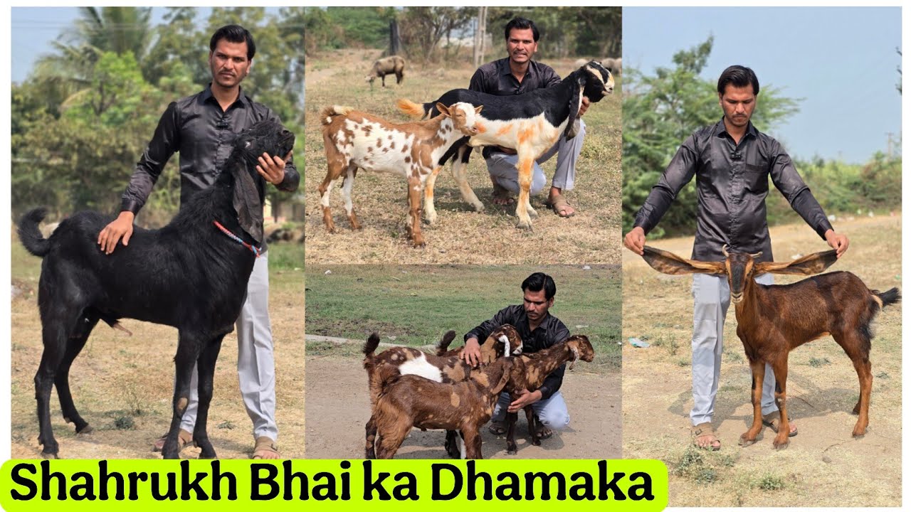 Shahrukh bhai ka Dhamaka Offer on Beetal, Barbari, Kota, Totapari or Gujri 