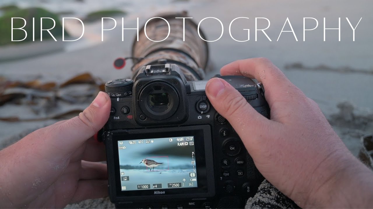 THIS was an EPIC ending!! // Shorebird photography at the beach