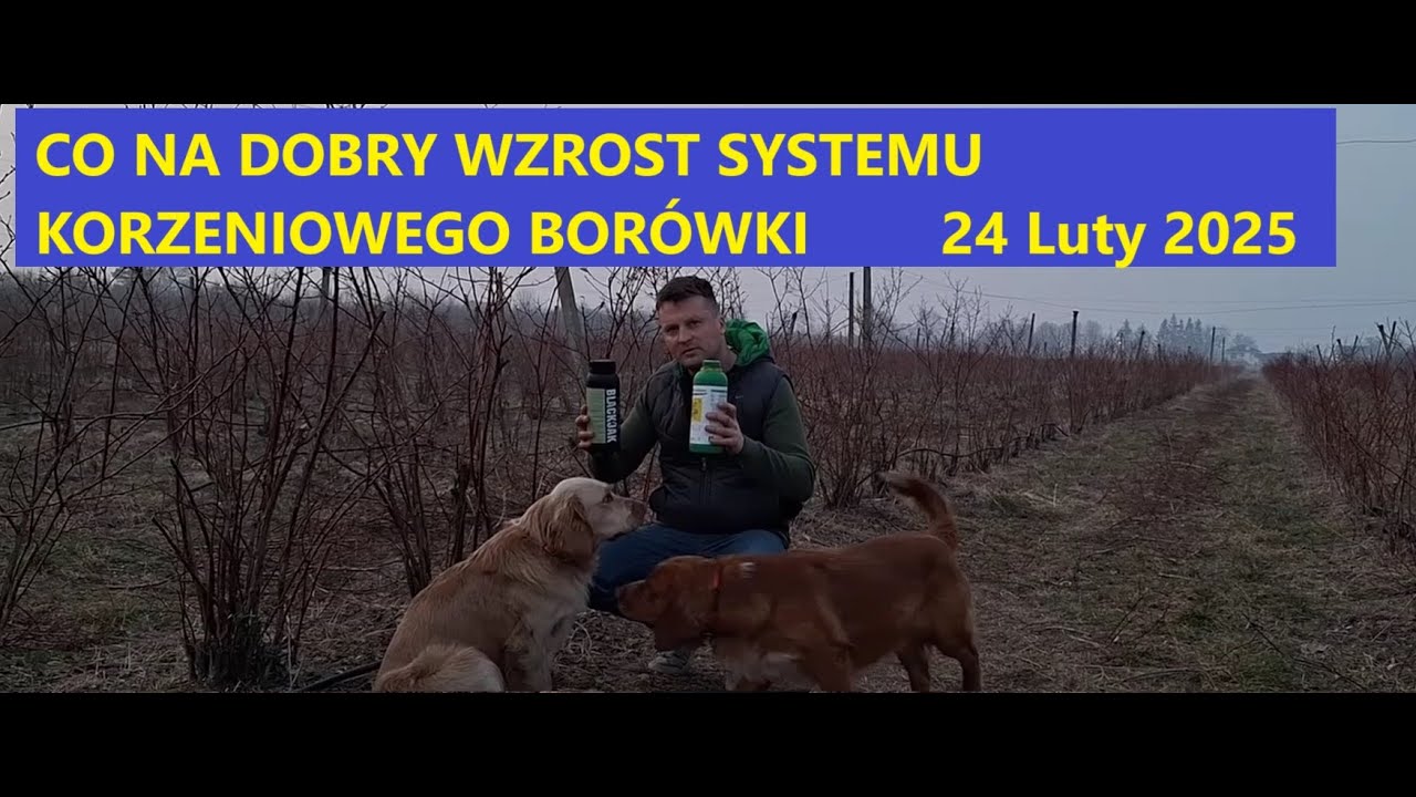 Co na System Korzeniowy w Borówce Amerykańskiej Kolejny Temat z Nawożenia Przed Nami 24 Luty 2025