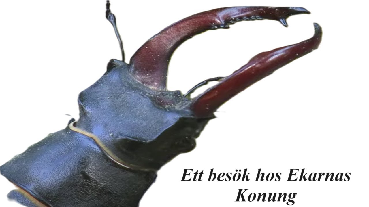 The King Of The Oaks: Stag Beetle /KD Arvidsson