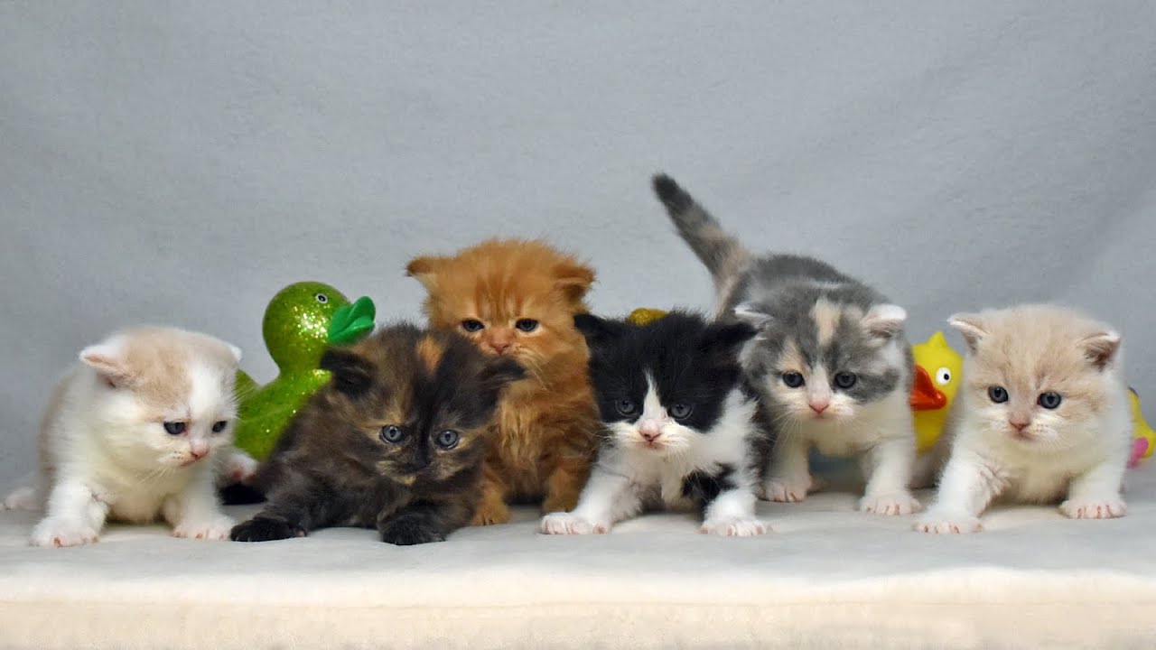 AT*Palace DaLiCats ❤ Babys U ❤ *25/12/2025 ❤ British Short-Longhair Kittens in Vienna ❤ 35 days old