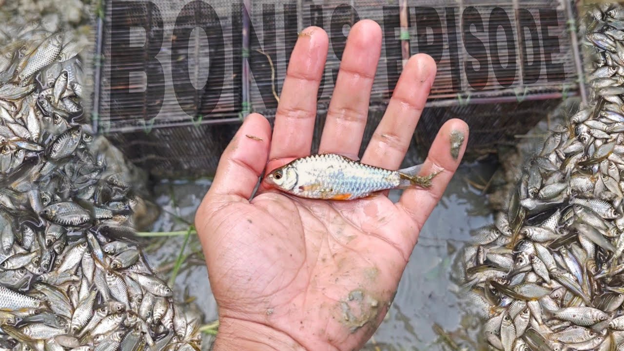 (Bonus Episode) 1000s of Silver Fish !