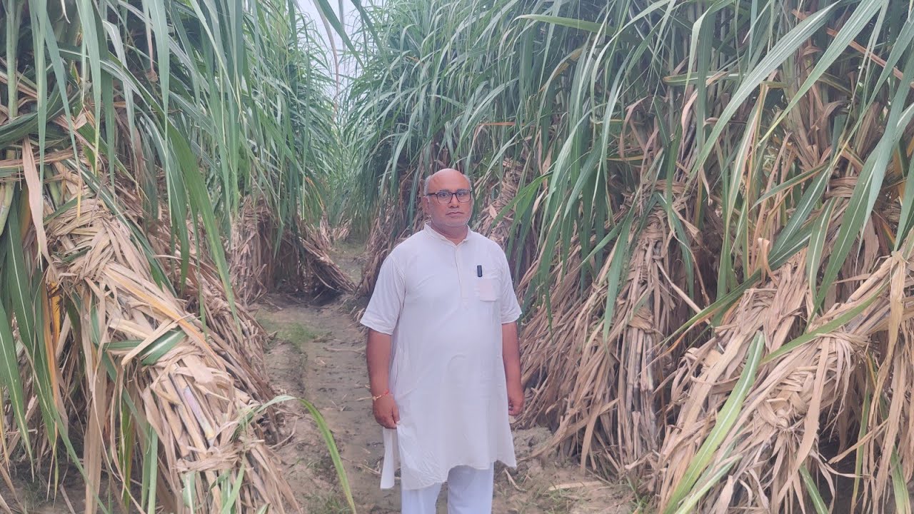 अशोजी गन्ने के साथ किसान ने तैयार किया नया मॉडल Gladiolous फूलों की खेती 1 एकड़ से120000 कमाई