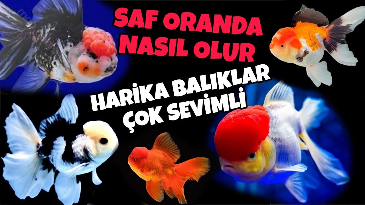 Oranda Japon Akvaryumu Kurdum.Oranda Hobi Evi.Oranda Bakımı#akvaryum #akvaryumbalıkları #fishtank