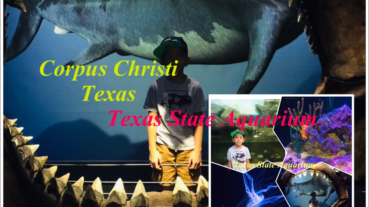 Vacation at Corpus Christi Texas ( Texas State Aquarium)  Part 1