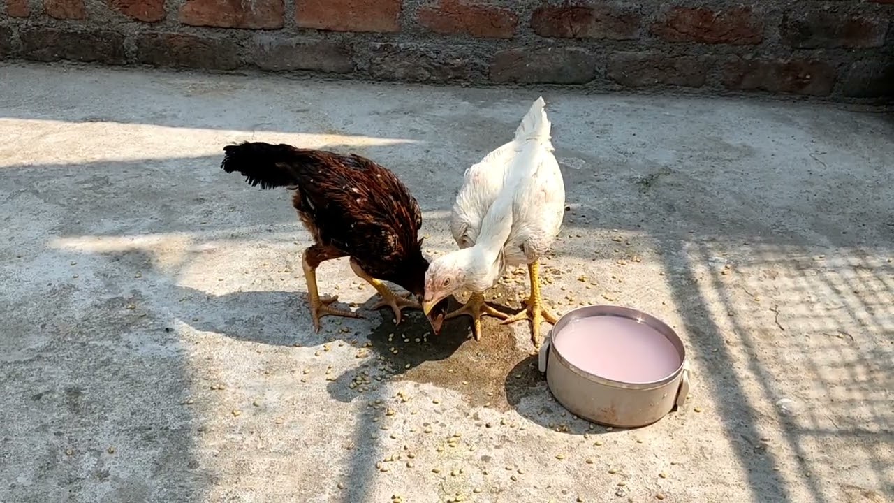 Aseel Hen Chicks Available In Hyderabad
