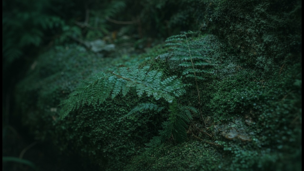 𝐏𝐥𝐚𝐲𝐥𝐢𝐬𝐭 초록의 온기, 이끼, 그리고 숲