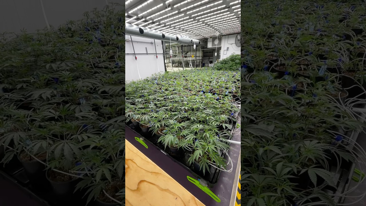 Craft Cannabis #cannabis #farming #gardening