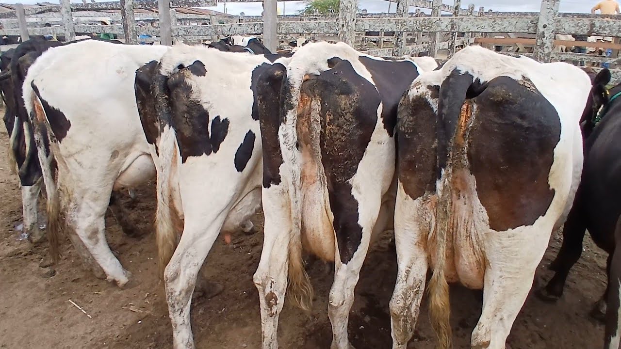 FEIRA DAS VACAS LEITERAS MAS BARATO EM CAPOEIRAS PERNAMBUCO 27 de mar&ccedil;o de 2026