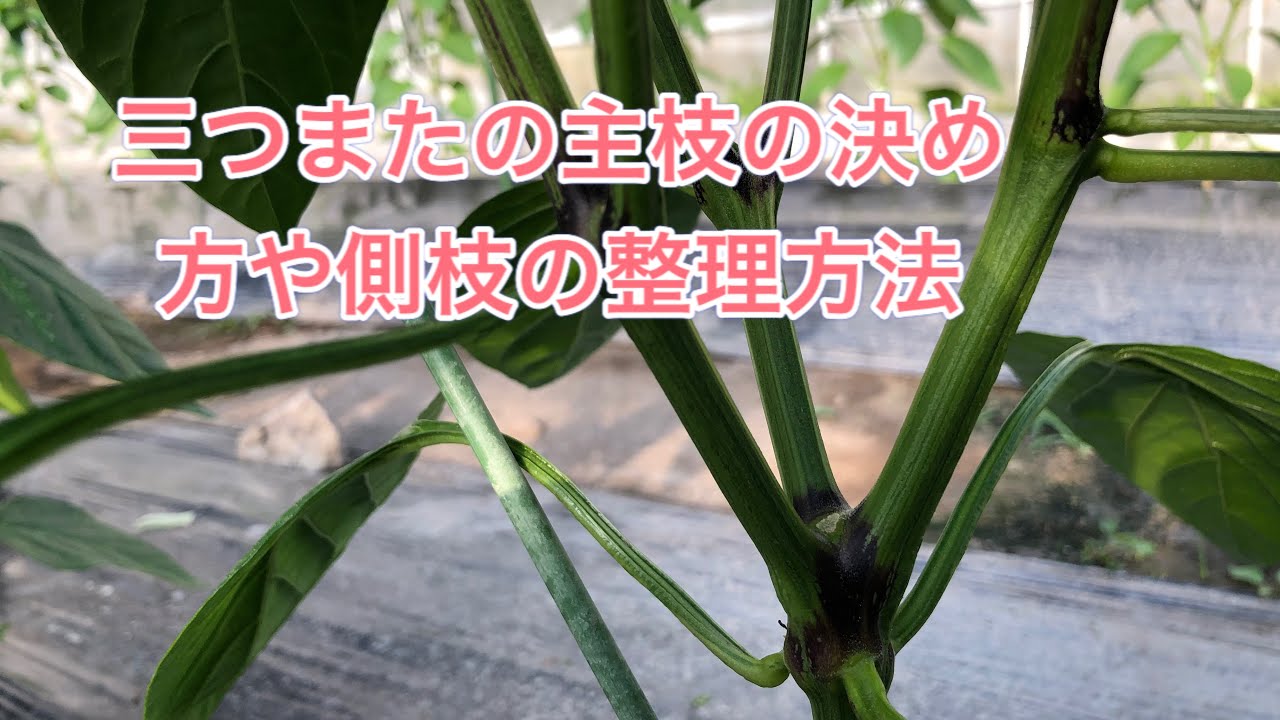 パプリカの栽培方法　その23  三つまたの主枝の決め方や側枝の整理方法　パプリカの育て方です。