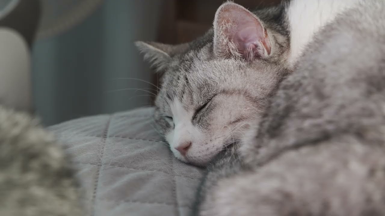 고양이 141