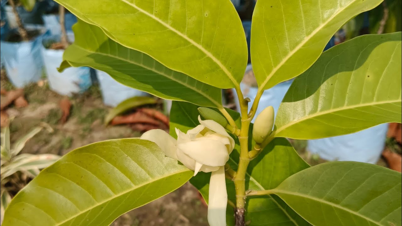 swarn champaa ( magnolia champaca)