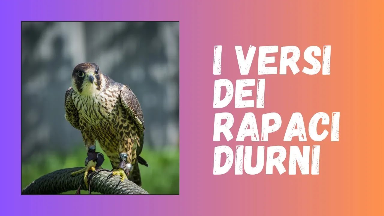 I Versi dei Rapaci Diurni Canti e Richiami