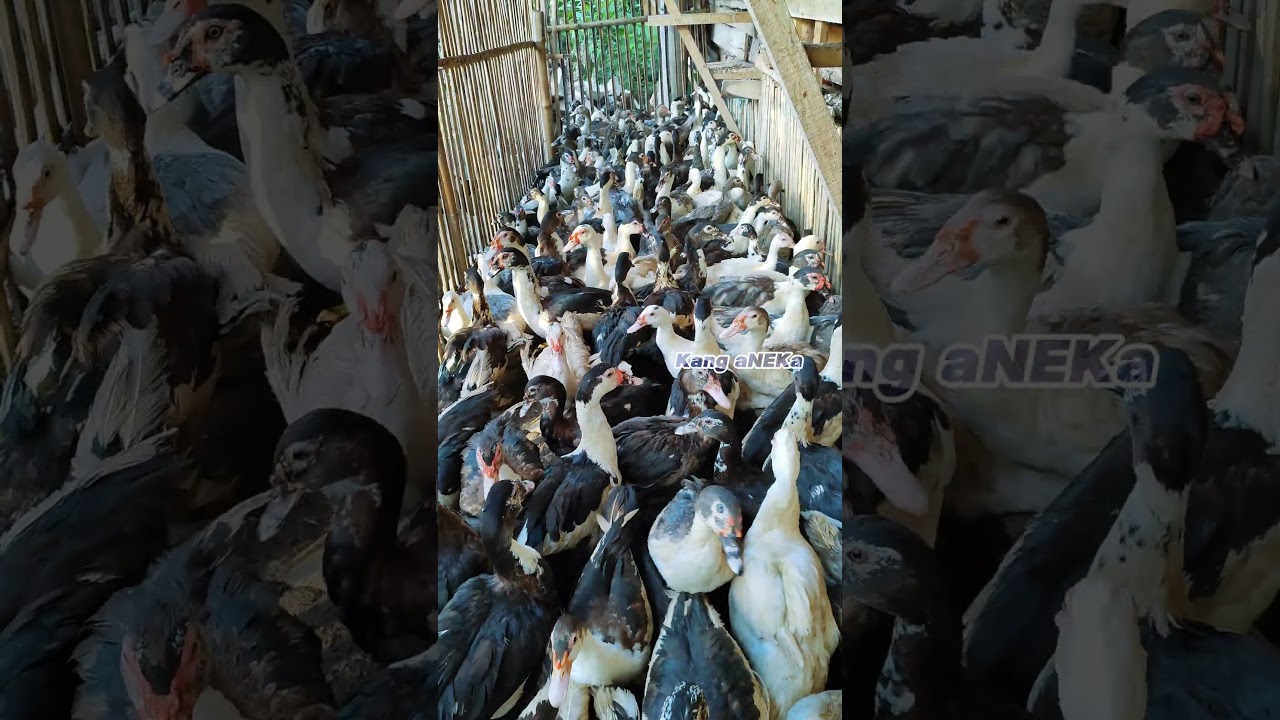 PAKAN PAGI ENTOK 