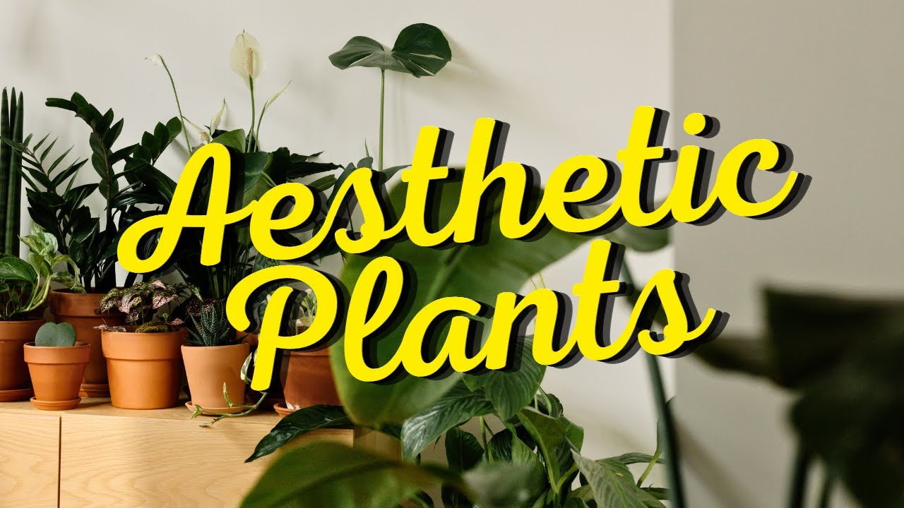 10 Stylish Plants That Will Boost Your MOOD and Home AESTHETIC! ✨