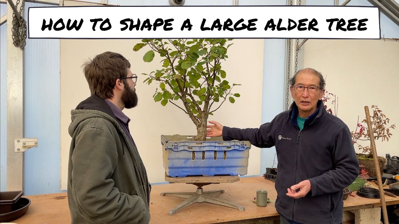 How to Shape a Large Alder Tree