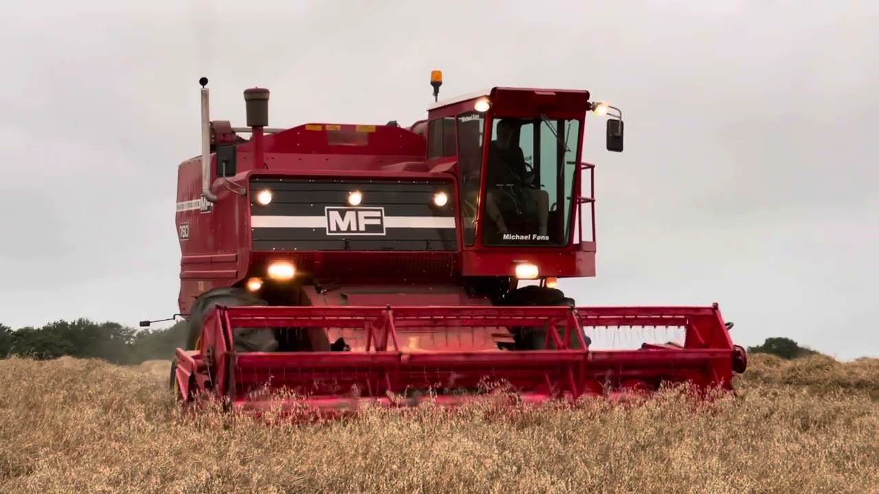 MF Massey Ferguson 760 V8. Oat harvest 2023 Denmark.