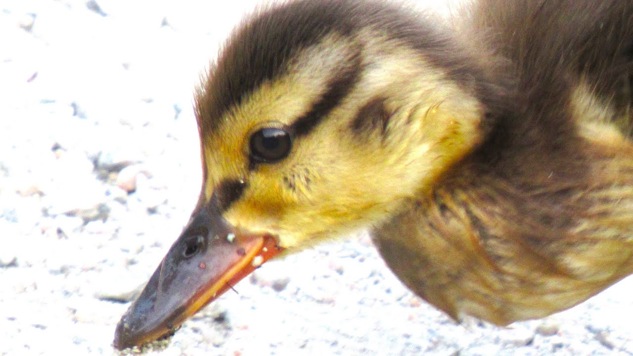 Baby Ducks Cry for Mother Duck