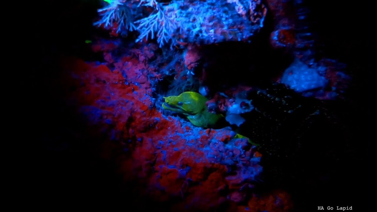 Fluorescence Night Diving - Cabilao Island