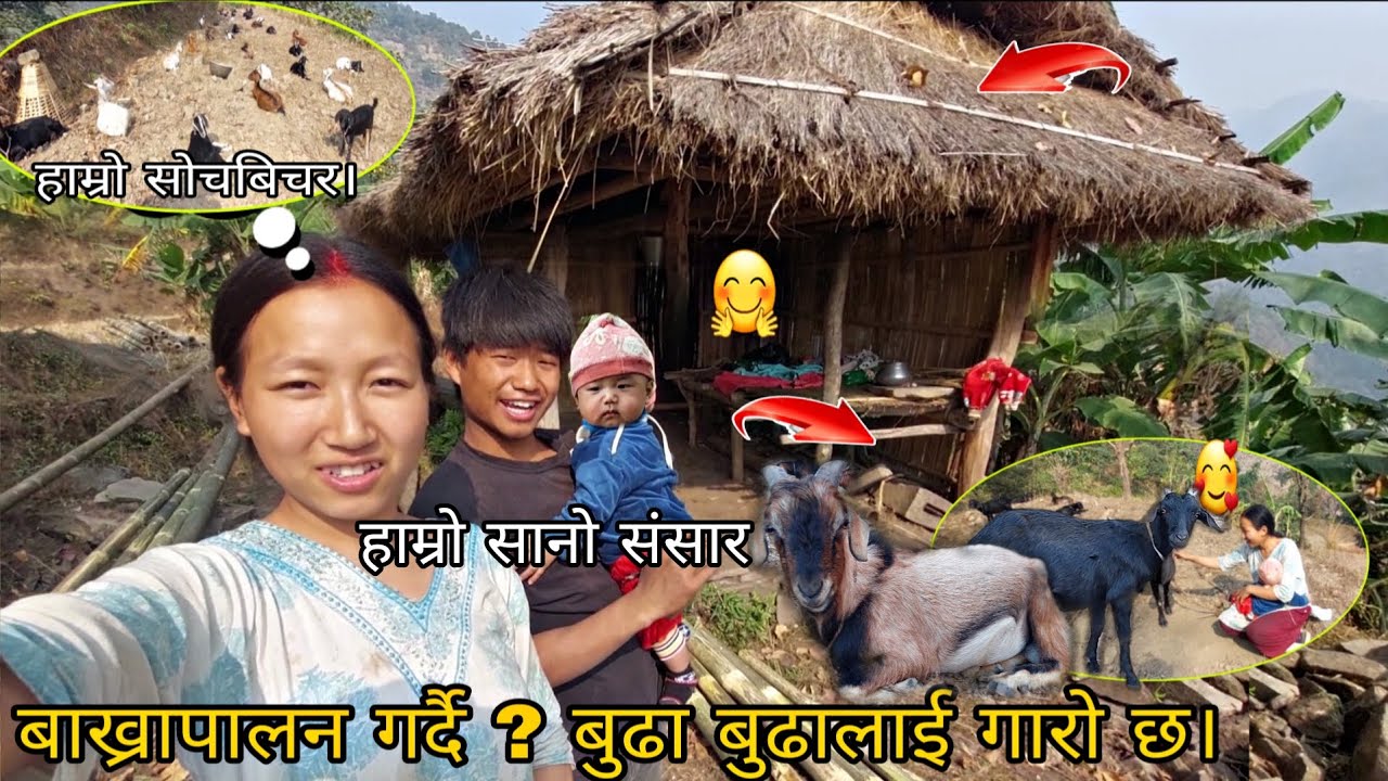 अभावको कारण खुशी खोज्न टाढा जानु नपरोस बुढा बुढीलाई छोराको भविष्यको चिन्ता गर्दैछ बाख्रापालन ?