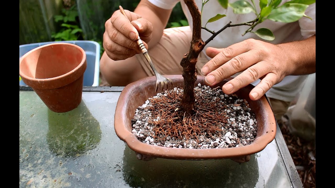 Dwarf Orange Tree Bonsai, Aug 2016