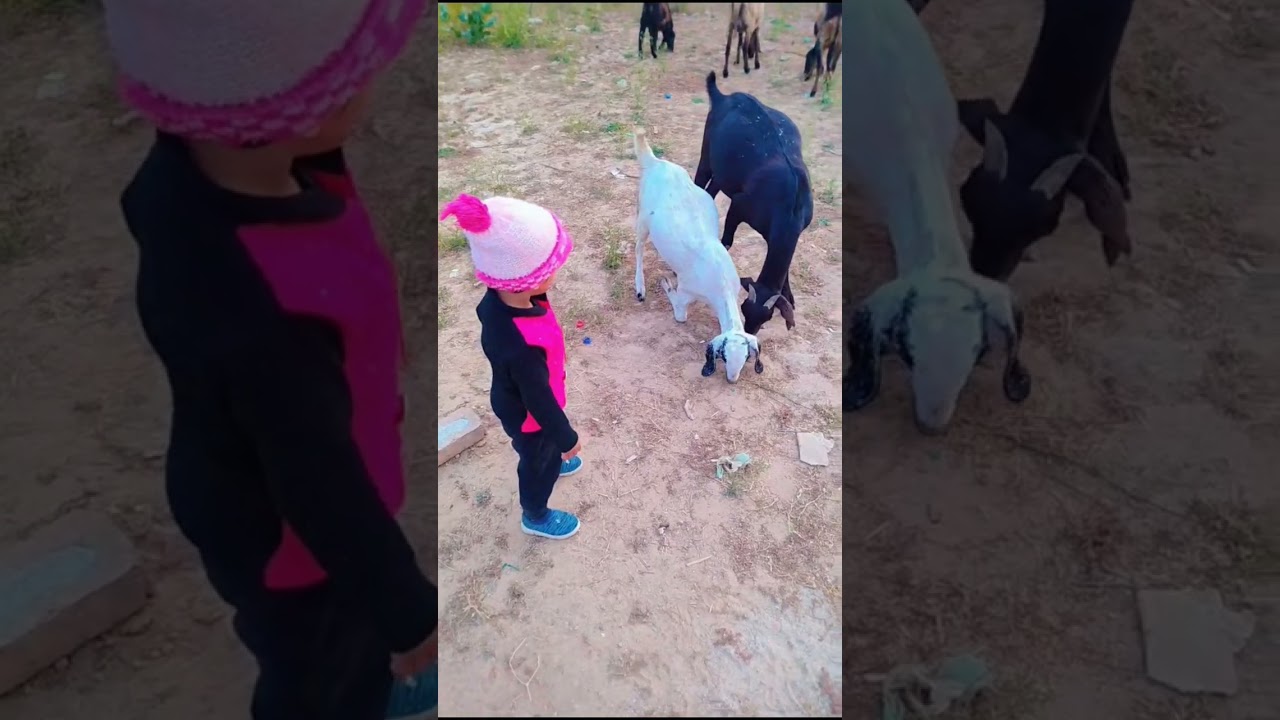 aaru ki Bakri 🥰😍 #funny #comedy #new #trending #viralvideo #shortvideo #like #youtube