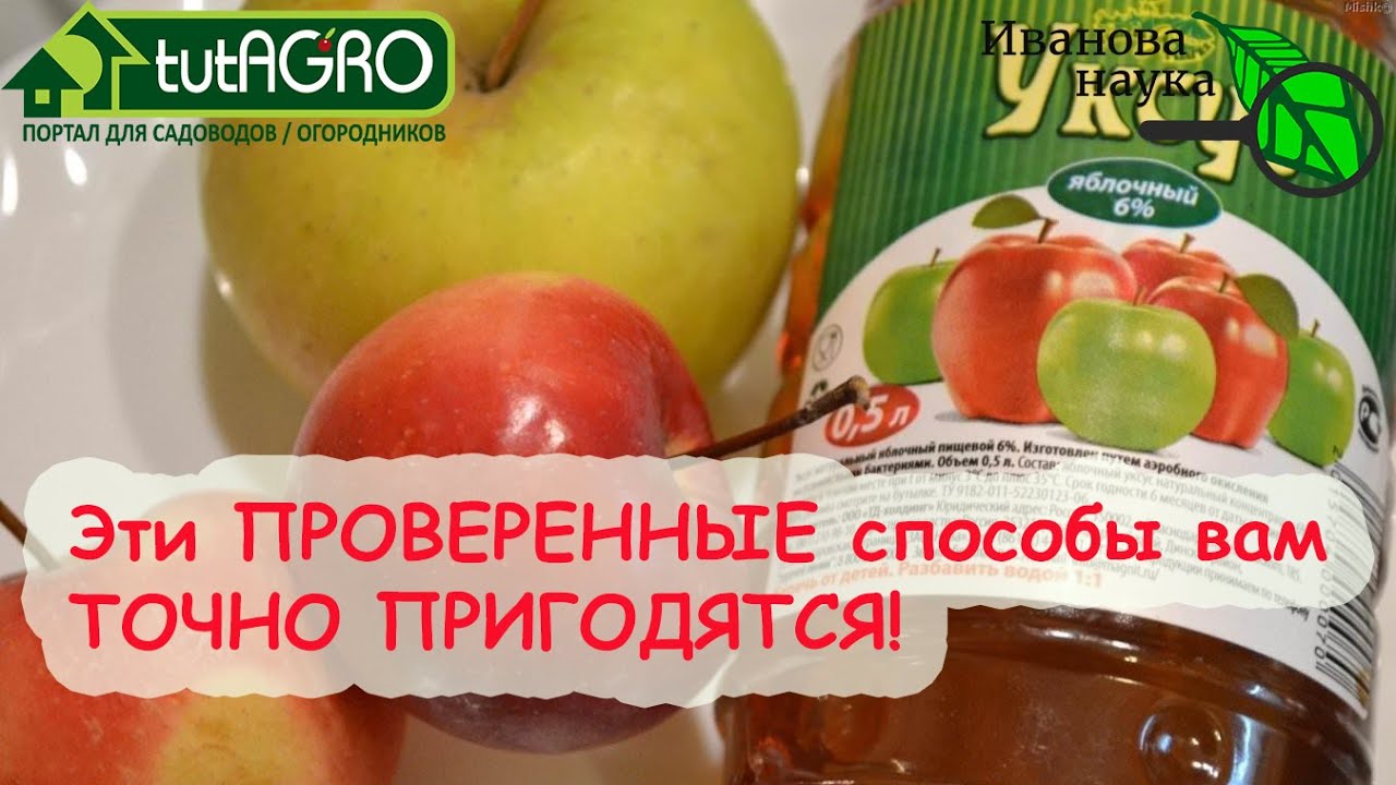 ОТ ГРИБКА, ПОТА, ГОРЛА, ТЯГИ К СЛАДКОМУ И ПОЛНОТЫ. 4 способа использовать ЯБЛОЧНЫЙ УКСУС.