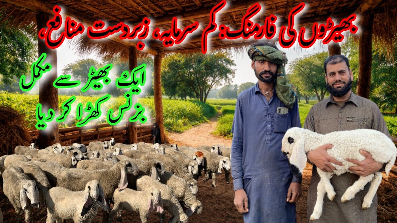 Bheron ki Farming: Kam Sarmaya, Zabardast Munafa #farming 