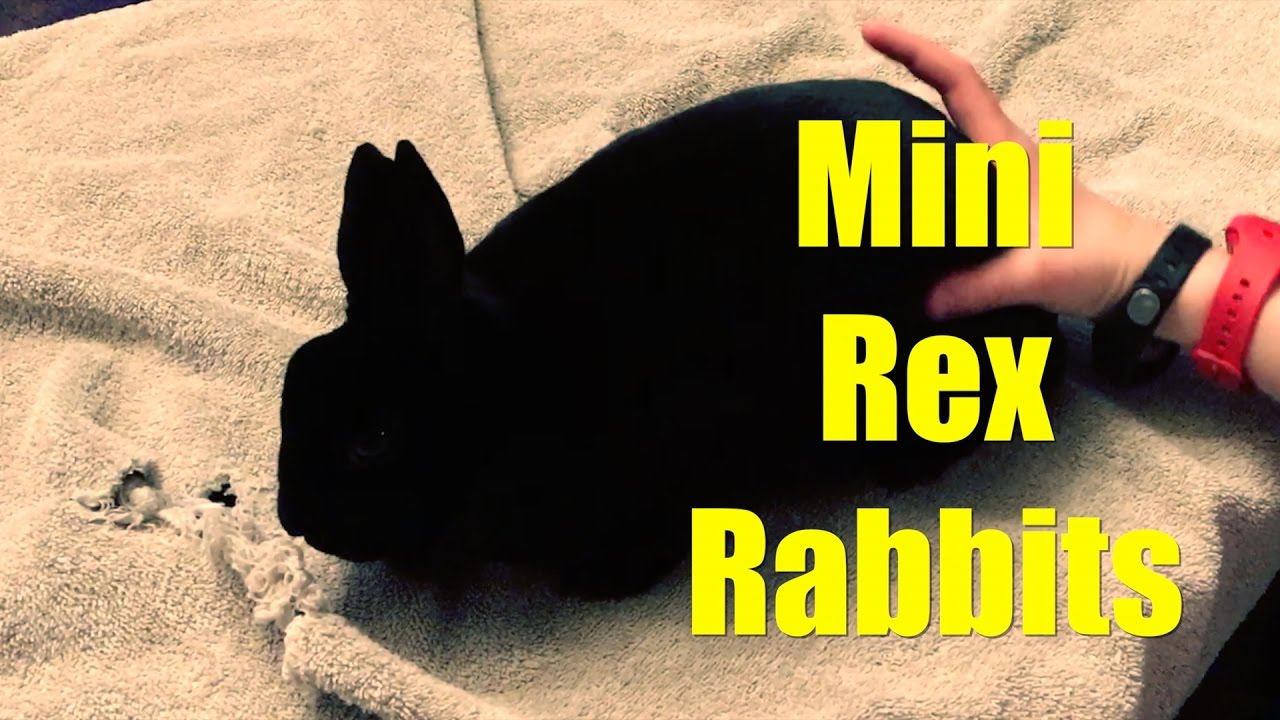 Mini Rex Rabbits