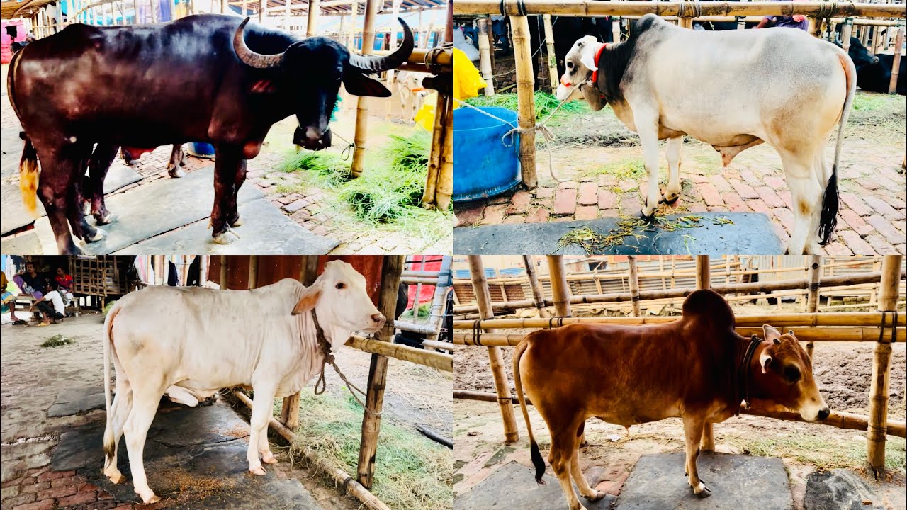 Gabtoli haat giant buffaloes | Hasha | Red vutti | House of buffaloes #gabtoligorurhaat #buffalo 