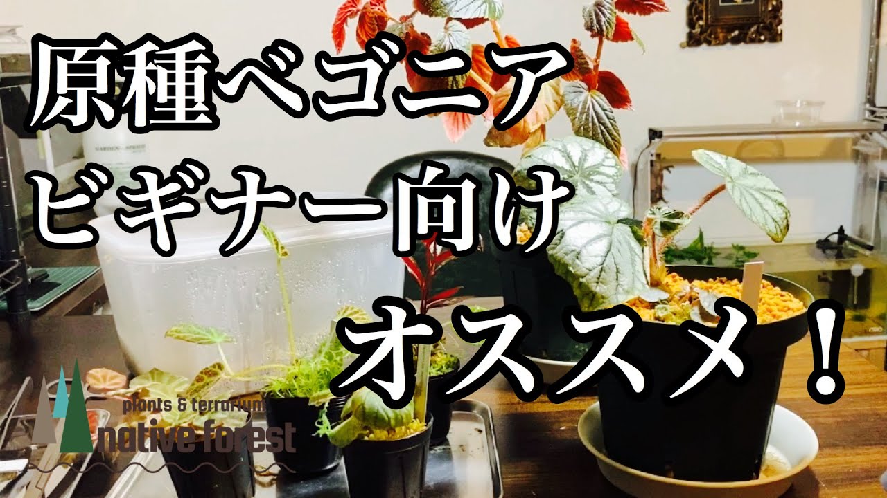 ビギナー向けにオススメの ”原種ベゴニア” を紹介！