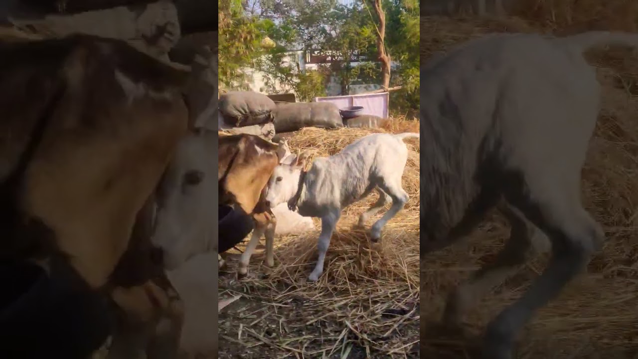 🙏 कृष्णा 🙏#youtube #youtubeshorts #shorts #gauraksha #animals #cow #gauseva #trending #viralvideo