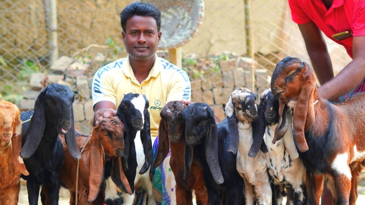 টপ কোয়ালিটি কালারফুল ছাগল এর দাম জানুন। #farming #goat 