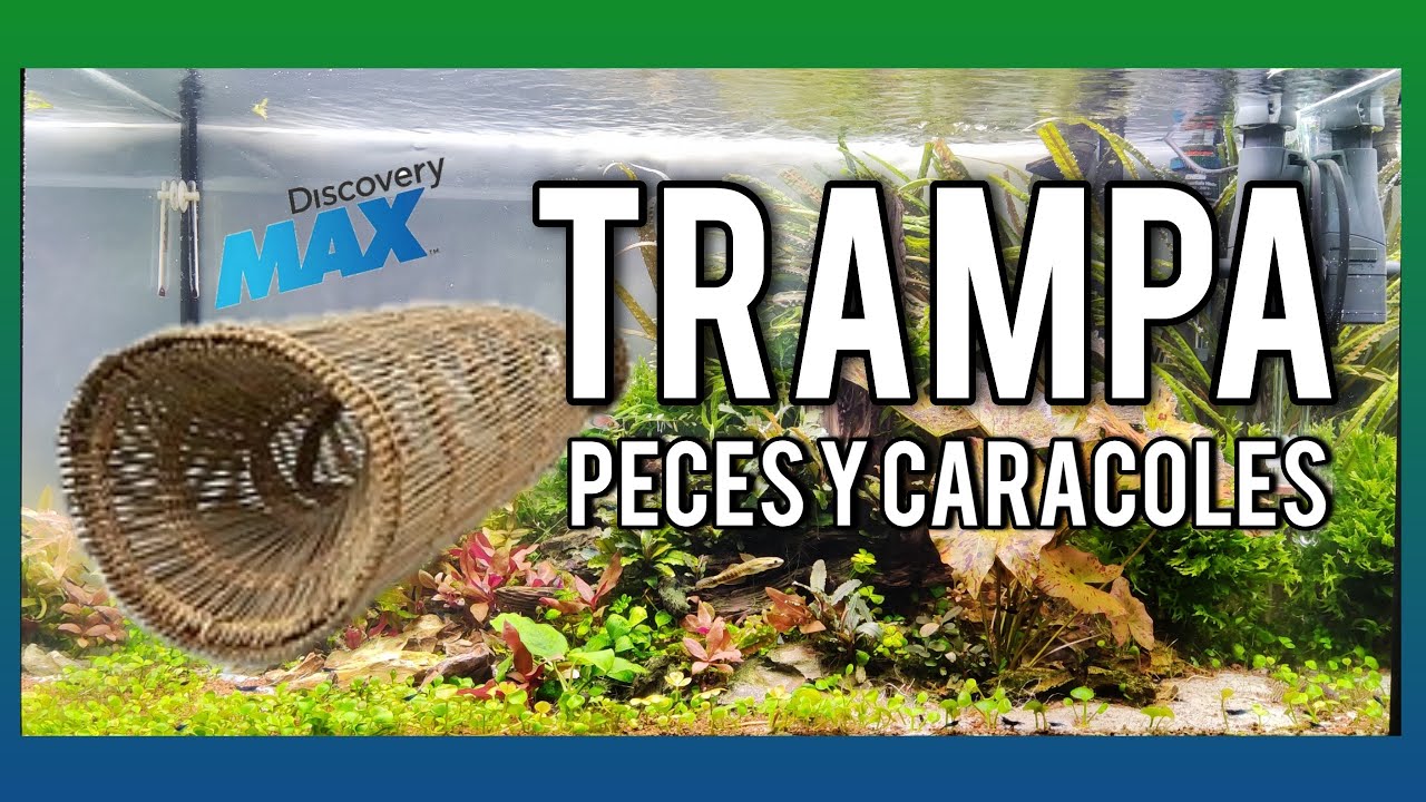 🟢 TRAMPA para Peces 🐟 y caracoles🐌  CASERA-=l[ MiTu HD ]l=-