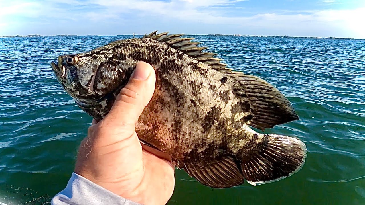 FLORIDA INSHORE FISHING IN THE INDIAN RIVER