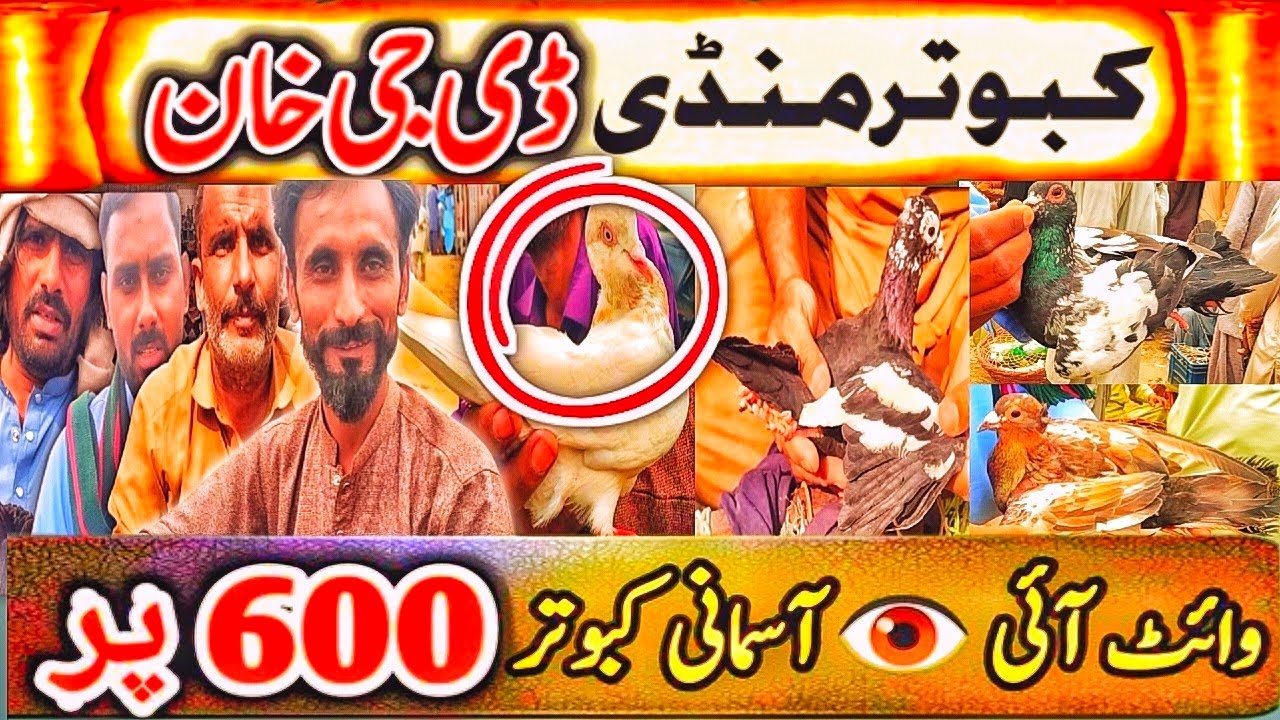 Kabootar Mandi | DGKhan Latest Update | DGKhan Mandi | 12 Ghantay Urnay Walay Asmani Kabuter SpeciaL